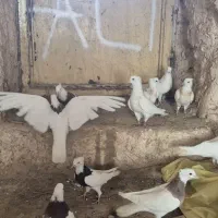 طوقی|پرنده|بوئین زهرا, |دیوار