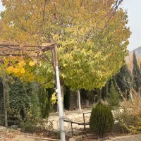 باغ-2400متری-ورودی-هماشهر-با-تمای-انشاعابات