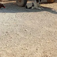 سگ خراسانی سند تازه شده 3|سگ|آشخانه, |دیوار