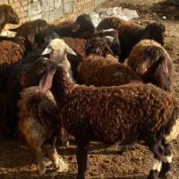 بره نره ماده