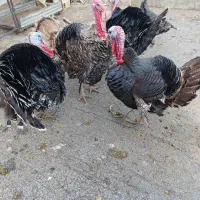 بوقلمون محلی|حیوانات مزرعه|الشتر, |دیوار