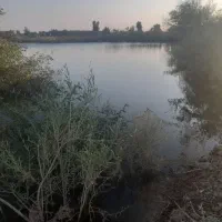 ۱۲ من زمین کشاورزی|اجارهٔ دفتر صنعتی، کشاورزی، تجاری|زابل, |دیوار