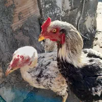 فروش فوری مرغ برهما اصیل وخروس