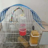 عروس هلندی جفت