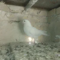 دو عدد کبوتر سفید|پرنده|سنندج, |دیوار