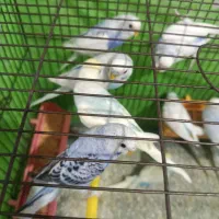 مرغ عشق انگلیسی اسپانگل