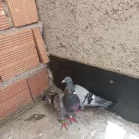 کبوتر دورگه