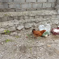 یک عدد کرچ با سه تا جوجه|حیوانات مزرعه|کلاردشت, |دیوار