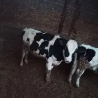 گاو نر|حیوانات مزرعه|چناران, |دیوار