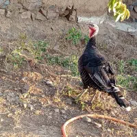 بوقلمون ماده محلی و جوجه۵ماهه