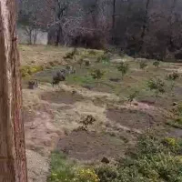 فروش زمین ۱۵۰۰ متری تنگ لته