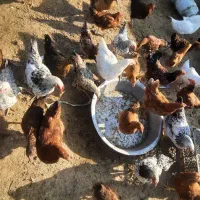 ۲۵ عدد خروس و ۱۰ عدد مرغ|حیوانات مزرعه|گوراب زرمیخ, |دیوار