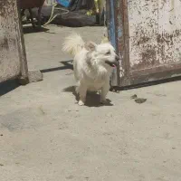 پاکوتاه ماده فروشی