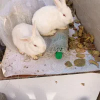 خرگوش فروشی دانه ای چهارصد تومن