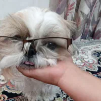 سگ شیتزو|سگ|جیرفت, |دیوار