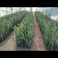 گل سانسوریا ابلق