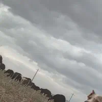 گوسفند جوان شکم اول