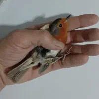 قناری سینه سرخ