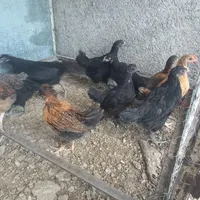 جوجه|پرنده|نجف‌آباد, گلدشت|دیوار