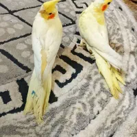 عروس هلندی جوان|پرنده|بستان آباد, |دیوار