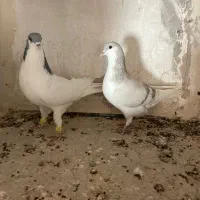 کبوتررنگی|پرنده|اقبالیه, |دیوار