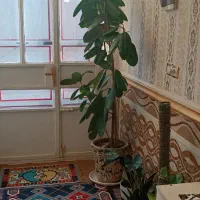 درخت فیکوس غول پیکر|گل و گیاه طبیعی|کرباسک, |دیوار