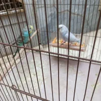 مرغ عشق جفت کاملا سالم