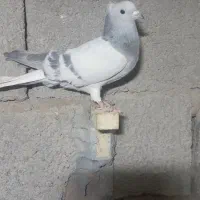 فروش کبوتر