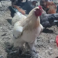 خروس برهما اصل