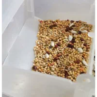 طوطی برزیلی جوان|پرنده|شاهرود, |دیوار