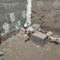 کفتر پرشی معاوضه با عروس