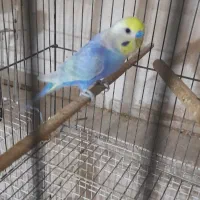 مرغ عشق رینو
