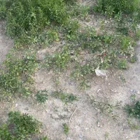 نشا گوجه فلفل      فلفل کبابی