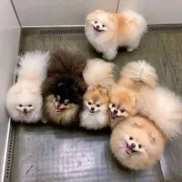 پانسیون سگ نژاد کوچیک روزانه