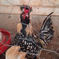 خروس سیبرایت استثنایی