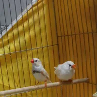 فنچ