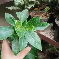 گل های آپارتمانی واداری|گل و گیاه طبیعی|اردبیل, |دیوار