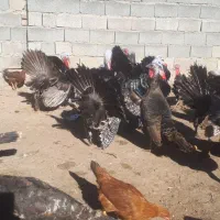 فروش بوقلمون|حیوانات مزرعه|کشاورز, |دیوار