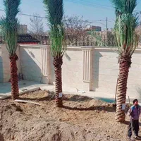 ذخیره گاه ژنتیکی نخل پالم فنیکس مرکز تحقیقات جهاد