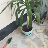 گل زیبای یوکا
