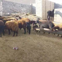 ۲۳عدد میش افشاری جوان درجه یک|حیوانات مزرعه|بجنورد, |دیوار