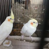 عروس هلندی مولد|پرنده|تهران, خواجه نظام الملک|دیوار