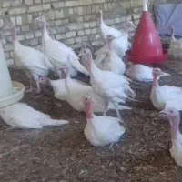 جوجه بیوتی(فوق سنگین)|حیوانات مزرعه|قزوین, |دیوار