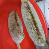 عسل  بهترینهای  گل کنار  و  لگجی|خوردنی و آشامیدنی|اهواز, اسماعیلیه|دیوار