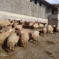 عمده فروشی تک فروشی گوسفندزنده میش وشیشک بز وتی بز|حیوانات مزرعه|خرمآباد, |دیوار