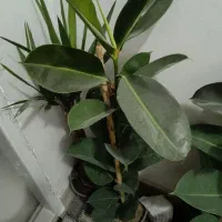 فیکوس سبز زیبا