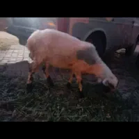 گوسفند گیسه رشتی و بره گیسه ابستن از قوچ هترو|حیوانات مزرعه|نرماشیر, |دیوار