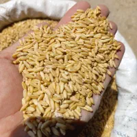 گندم بوجاری شده