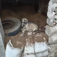 توله سرابی 3 ماهه