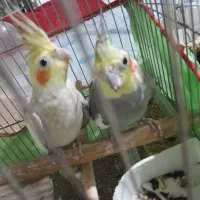 یک۰۴ جفت عروس هلندی